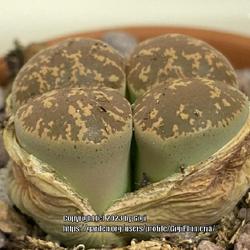Location: My garden in Tampa, Florida
Date: 2023-03-23
New emerging lithops.