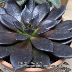 Location: BBS in Tampa, Florida
Date: 2013-03-18
Black ‘Echeveria’ spotted at our local garden store.
