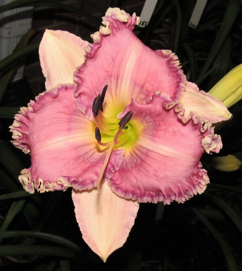 Photo of Daylily (Hemerocallis 'Lavender Tomorrow') uploaded by Sscape