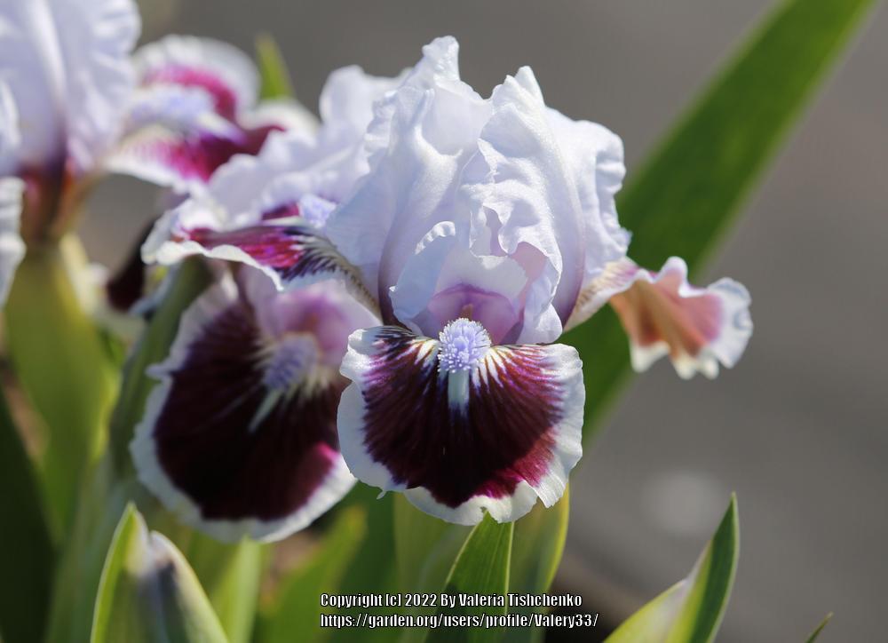 Photo of Standard Dwarf Bearded Iris (Iris 'Puddy Tat') uploaded by Valery33