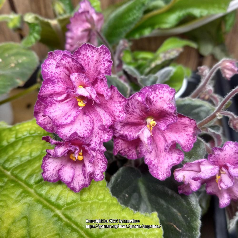 Photo of African Violet (Streptocarpus 'Buckeye Cranberry Sparkler') uploaded by Angelbee
