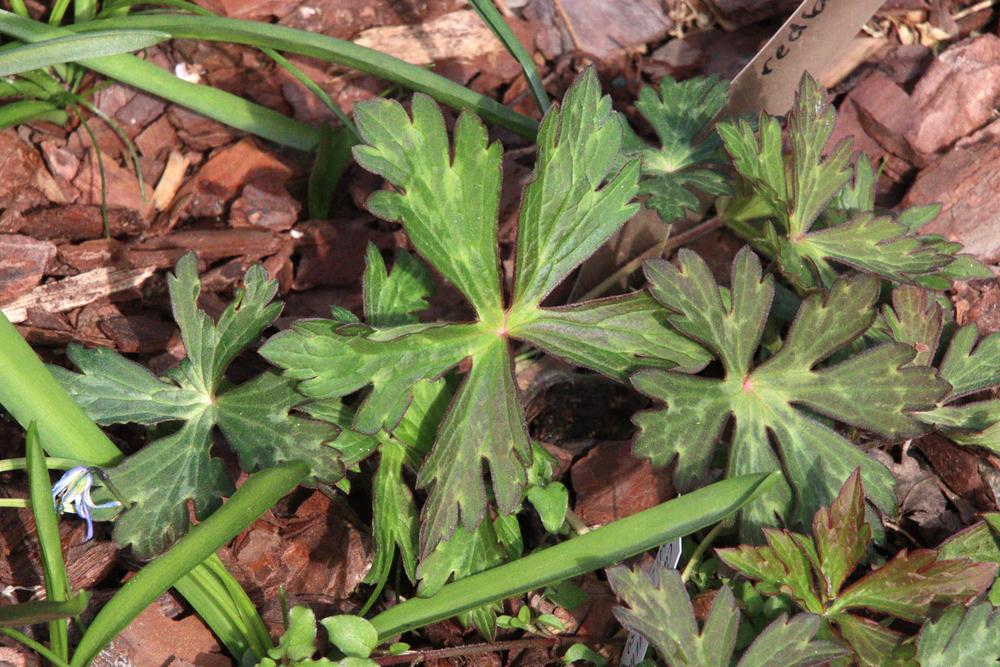 Photo of Wild Geranium (Geranium maculatum) uploaded by LoriMT