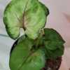 Leaves are rounder than other syngonium.