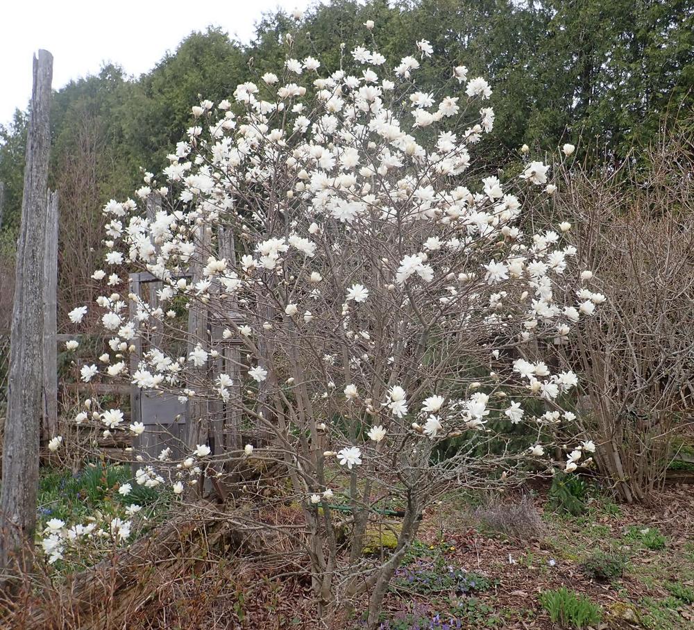 Photo of Star Magnolia (Magnolia stellata 'Royal Star') uploaded by Vals_Garden