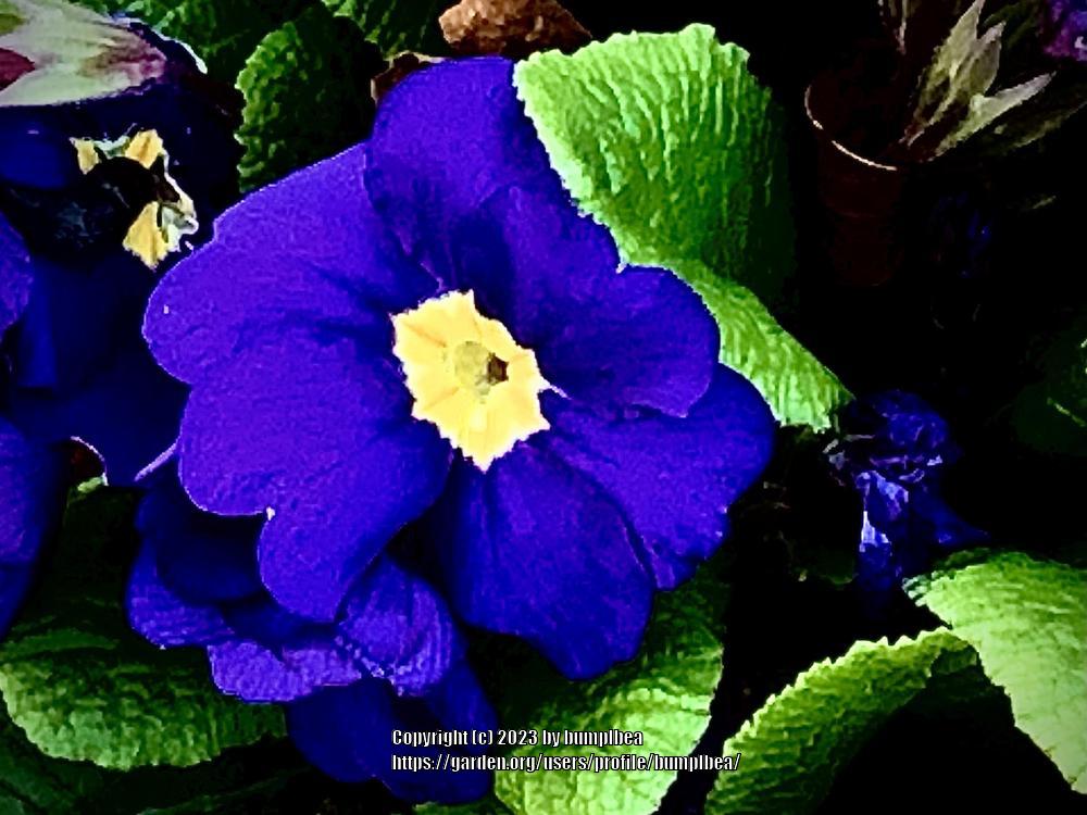 Photo of Primroses (Primula) uploaded by bumplbea