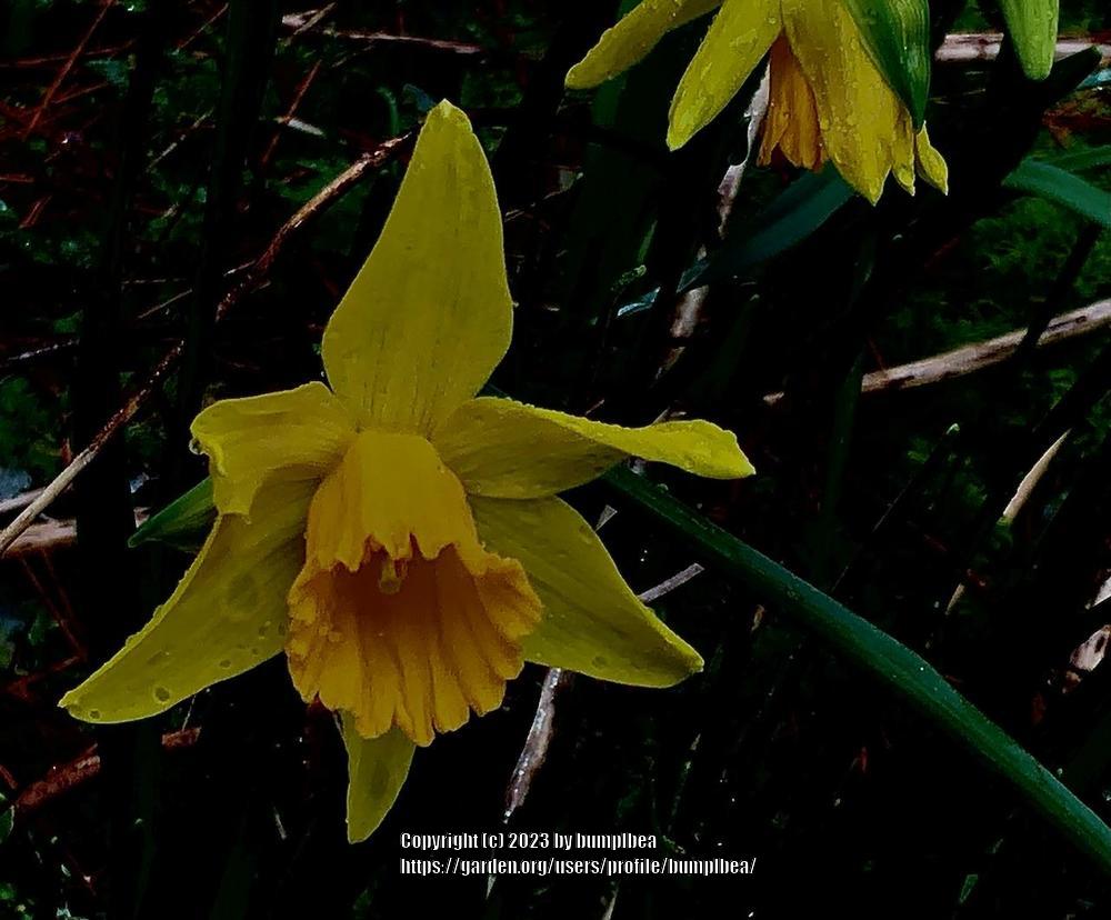 Photo of Daffodils (Narcissus) uploaded by bumplbea