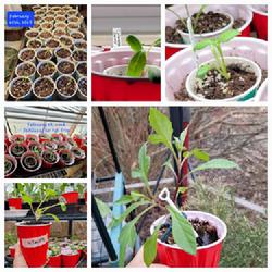 Location: Ann Arbor, Michigan
Date: March 25, 2023
Seedlings from seed