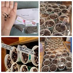 Location: Ann Arbor, Michigan
Date: Planting dahlia seeds
Dahlia seeds