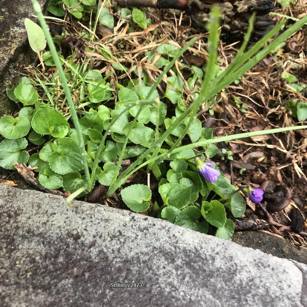 Photo of Common Blue Violet (Viola sororia) uploaded by sedumzz