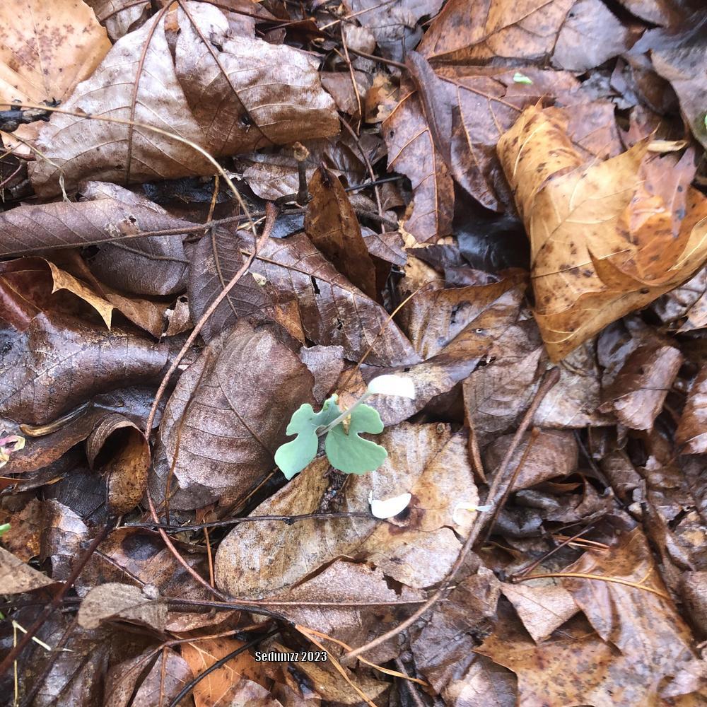 Photo of Bloodroot (Sanguinaria canadensis) uploaded by sedumzz