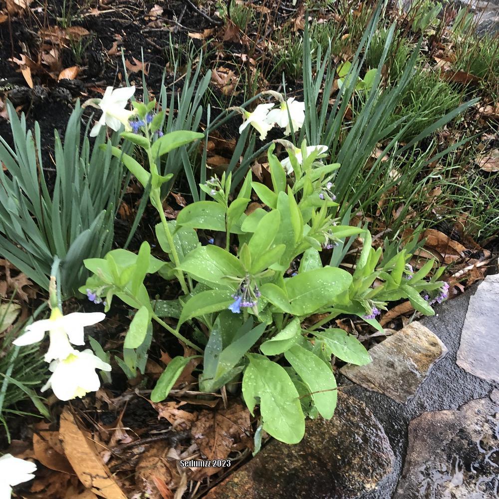 Photo of Virginia Bluebells (Mertensia virginica) uploaded by sedumzz