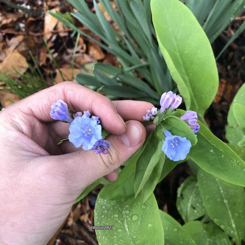 Photo of Virginia Bluebells (Mertensia virginica) uploaded by sedumzz