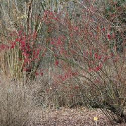 Location: Nationale Plantentuin Meise (Botanical Garden near Brussels)
Date: 2014-01-29
Viburnum betulifolium - BG Meise
