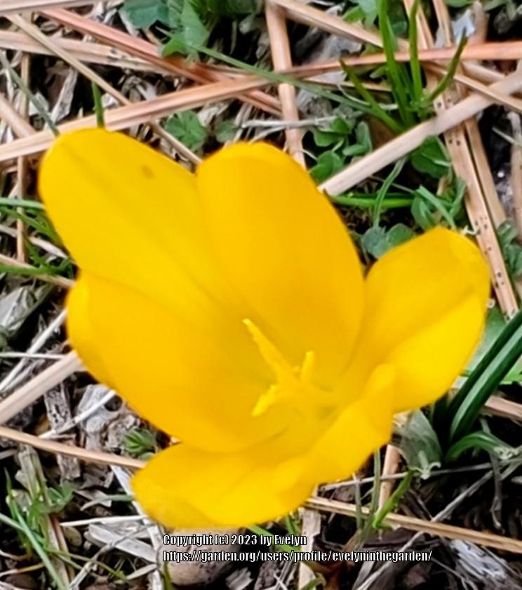 Photo of Crocus uploaded by evelyninthegarden
