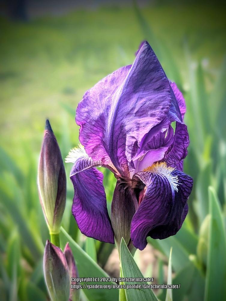 Photo of Intermediate Bearded Iris (Iris 'Crimson King') uploaded by Gretchenlasater