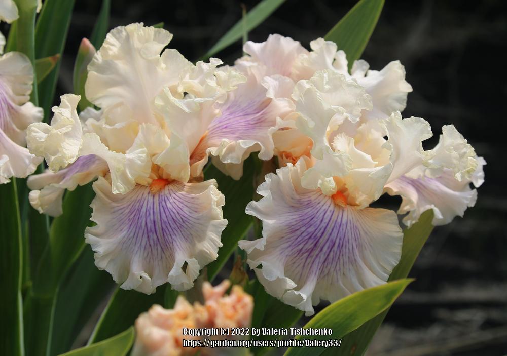 Photo of Tall Bearded Iris (Iris 'Are We in Love') uploaded by Valery33
