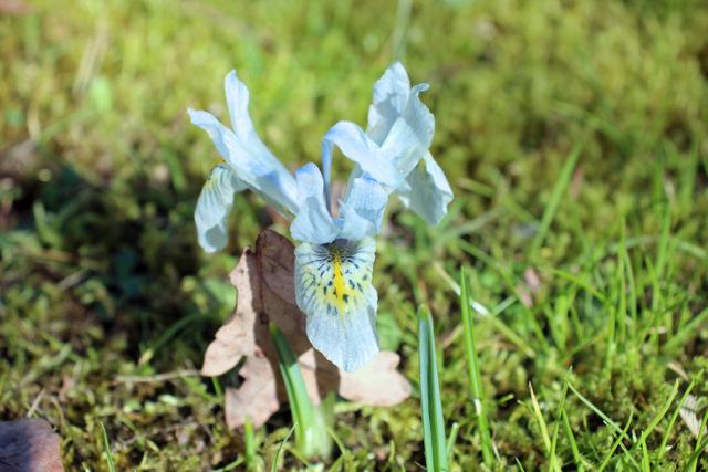 Photo of Reticulated Iris (Iris 'Katharine Hodgkin') uploaded by RuuddeBlock
