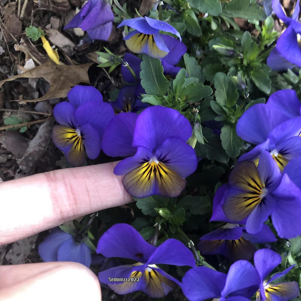 Photo of Horned Violet (Viola cornuta) uploaded by sedumzz