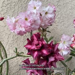 Location: My garden in Tampa, Florida
Date: 2023-03-28
My adeniums in bloom!