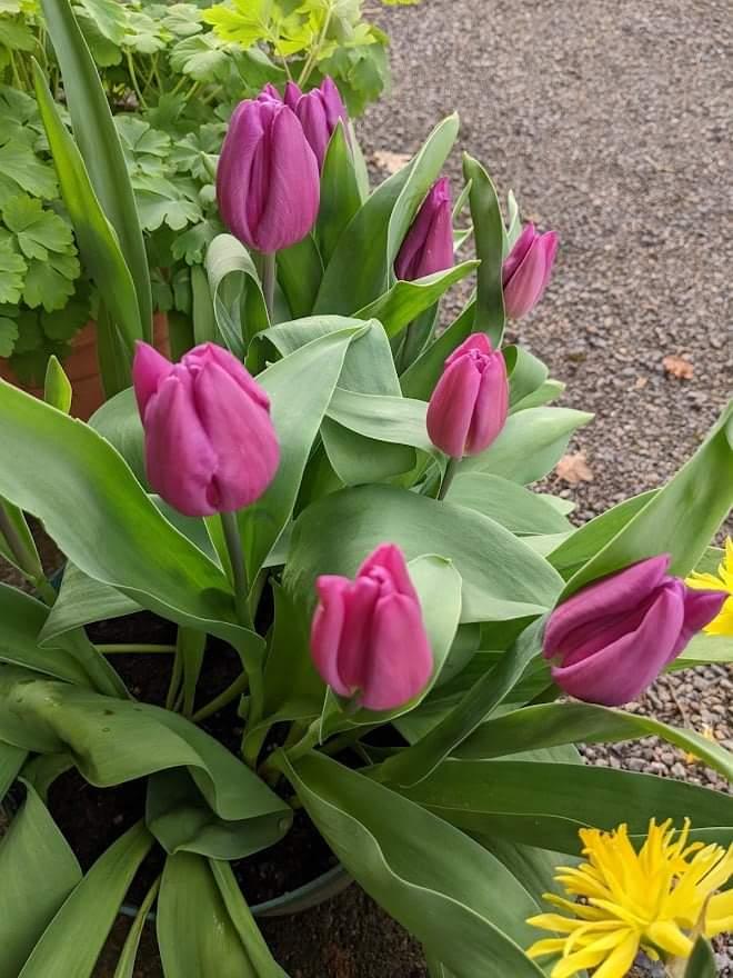 Photo of Tulips (Tulipa) uploaded by Joy
