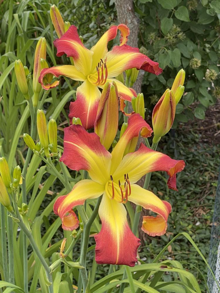Photo of Daylily (Hemerocallis 'The Blood Is the Life') uploaded by Legalily