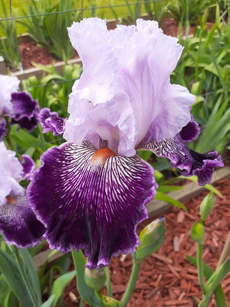 Photo of Tall Bearded Iris (Iris 'Gypsy Geena') uploaded by PaulaHocking