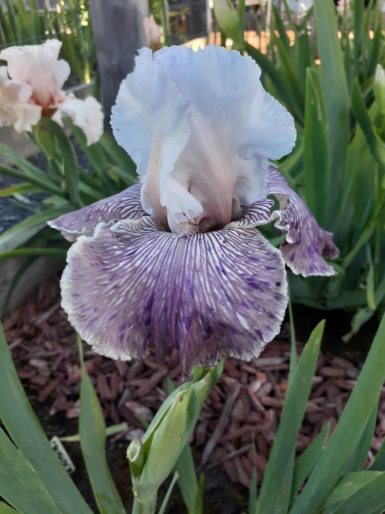 Photo of Tall Bearded Iris (Iris 'Crazy for You') uploaded by PaulaHocking