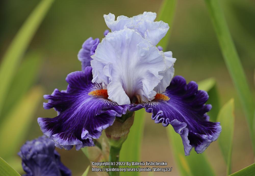 Photo of Tall Bearded Iris (Iris 'Big Spender') uploaded by Valery33