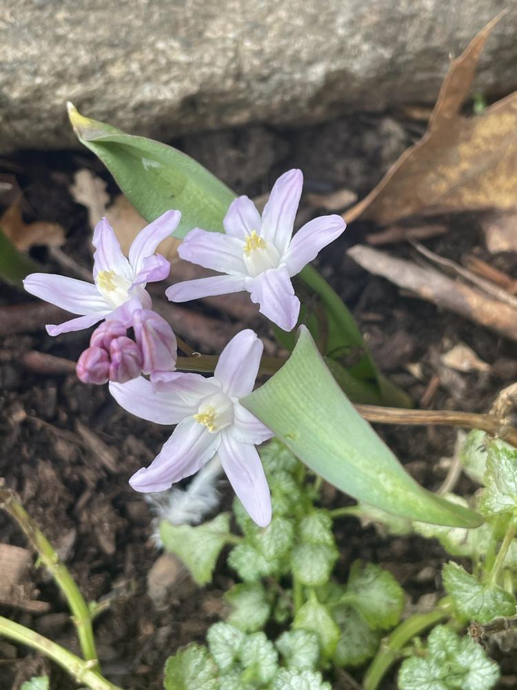 Photo of Glory of the snow (Scilla forbesii 'Pink Giant') uploaded by Zoia