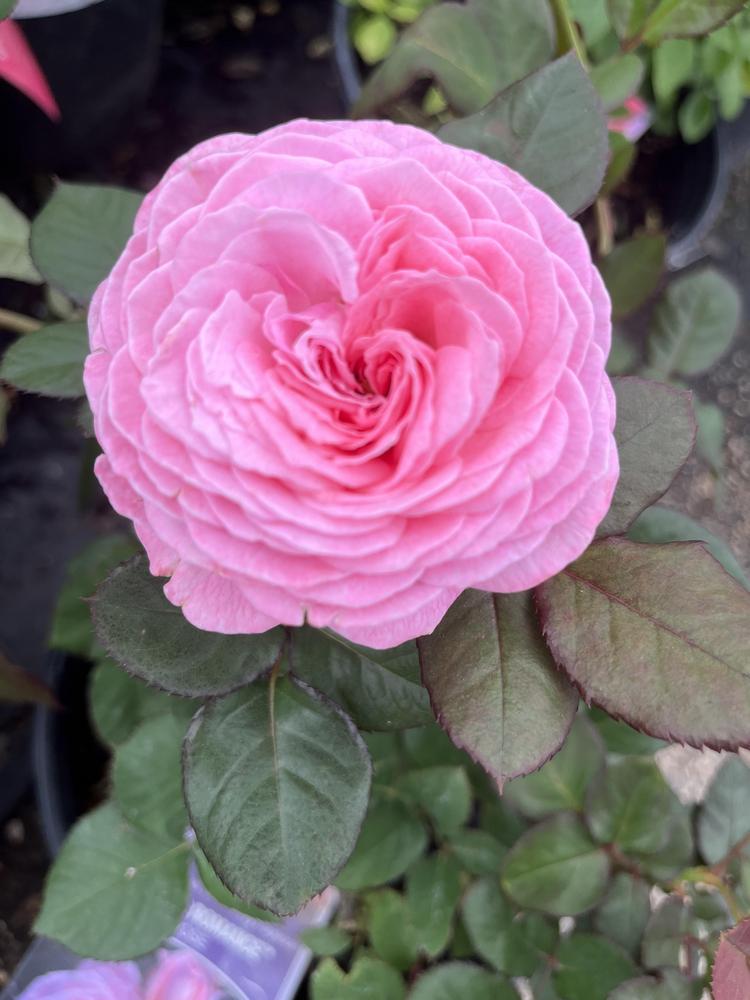 Photo of Rose (Rosa 'Madame de Maintenon') uploaded by KatWoytek