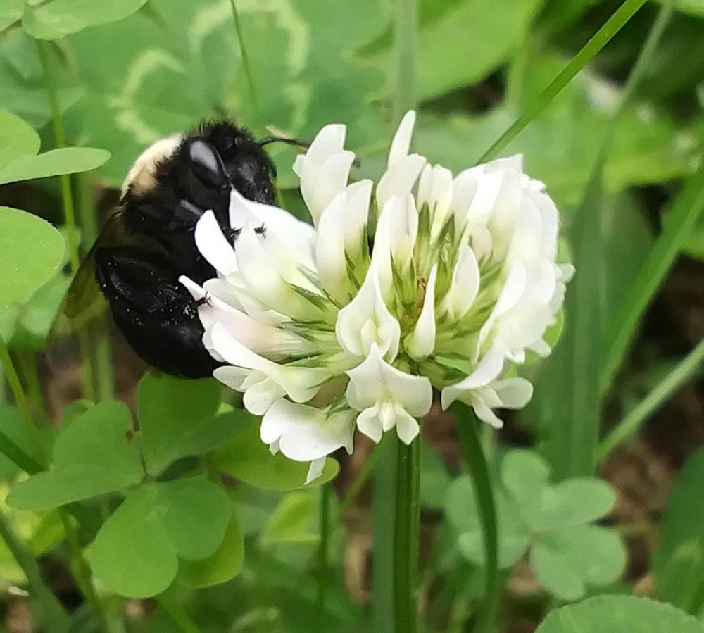 Photo of White Clover (Trifolium repens) uploaded by TomatoNut95