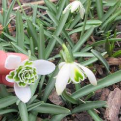 Location: Toronto, Ontario
Date: 2023-03-29
Double Common Snowdrop (Galanthus nivalis 'Flore Pleno').