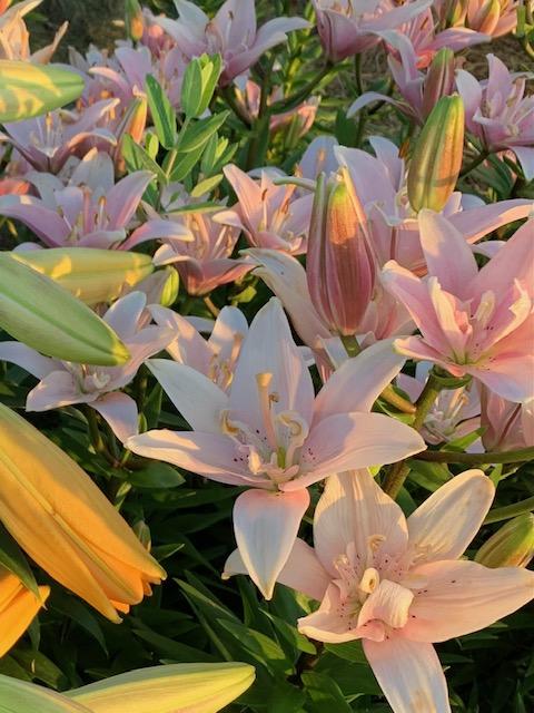 Photo of Lily (Lilium 'Elodie') uploaded by jkporter