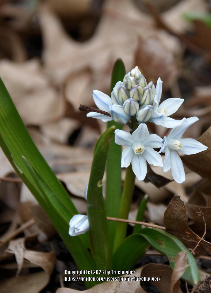 Photo of Striped Squill (Puschkinia scilloides) uploaded by treehugger
