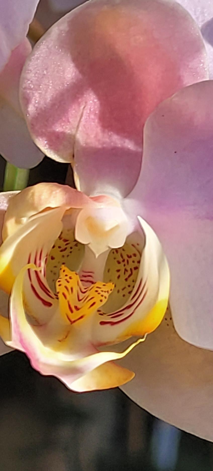 Photo of Moth Orchid (Phalaenopsis) uploaded by MySecretIslandGarden