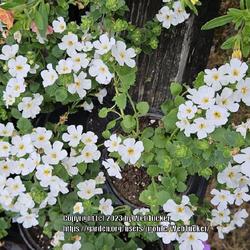 Location: Aberdeen, NC (Aberdeen Feed and Seed supply store)
Date: March 28, 2023
Ornamental Bacopa #196 nn; A member of the figwort family.