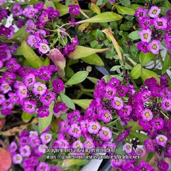 Location: Aberdeen, NC (Aberdeen Feed and Seed supply store)
Date: March 28, 2023
Sweet Alyssum #192 nn; LHB p. 445, 83-18-; MGB, "Genus name comes