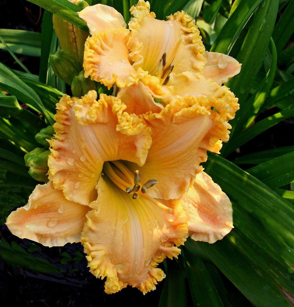 Photo of Daylily (Hemerocallis 'Spacecoast Passion Released') uploaded by floota