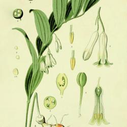 
Date: c. 1903
illustration [as Convallaria multiflora] from 'Prof. Dr. Thome's 