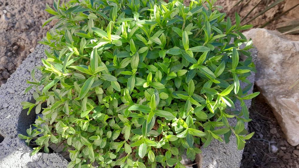 Photo of Winter Savory (Satureja montana) uploaded by Lucius93
