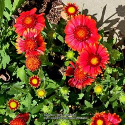 Location: Southern Pines, NC (Bell Ave.)
Date: March 29, 2023
Blanket flower #412; RAB p. 1031, 179-74-1. AG p. 288, 55-64-?;  