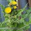 Spiny Sow-thistle #411; RAB p. 1023, 179-8-2; AG p. 305, 55-98-2,