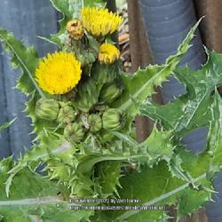 Location: Southern Pines, NC
Date: March 29, 2023
Spiny Sow-thistle #411; RAB p. 1023, 179-8-2; AG p. 305, 55-98-2,