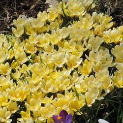 Location: charlottetown, pei, canada
Date: 2017-04-06
Crocus, grouping of yellow crocuses ,since gone to the flower fie