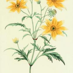 
Date: c. 1868
illustration [as Coreopsis aristosa] by Maubert from 'L'Horticult