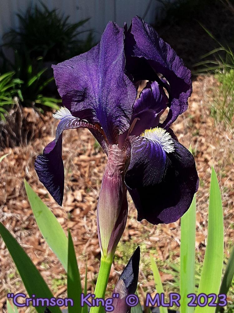 Photo of Intermediate Bearded Iris (Iris 'Crimson King') uploaded by MLR11