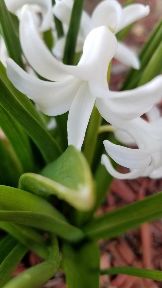 Photo of Hyacinths (Hyacinthus) uploaded by RootedInDirt
