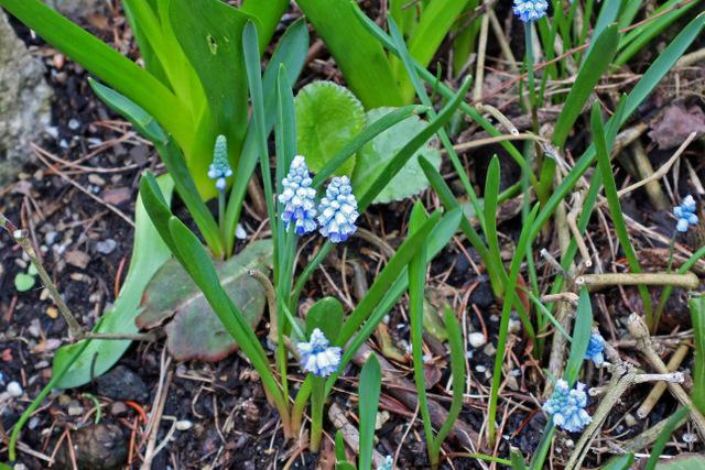 Photo of Starch Hyacinth (Muscari neglectum) uploaded by RuuddeBlock