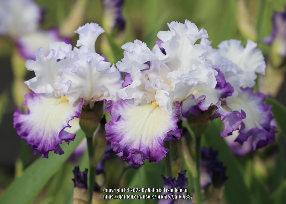 Photo of Tall Bearded Iris (Iris 'Center Ice') uploaded by Valery33