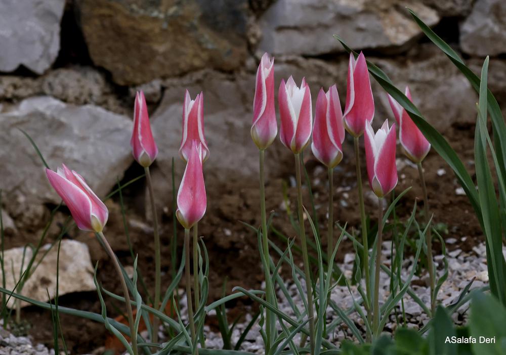 Photo of Lady Tulip (Tulipa clusiana 'Lady Jane') uploaded by ASalafaDeri
